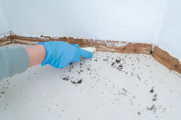 Best Local Pest Control Services  in Littleton, CO